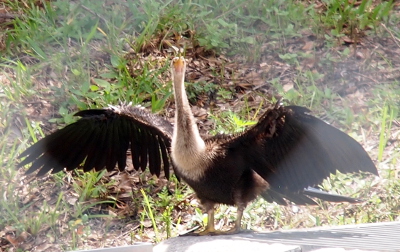 [Front view of a female anhinga staring at the camera with its wings outstretched. Her grey neck and top of body look quite 'fuzzy'.]
